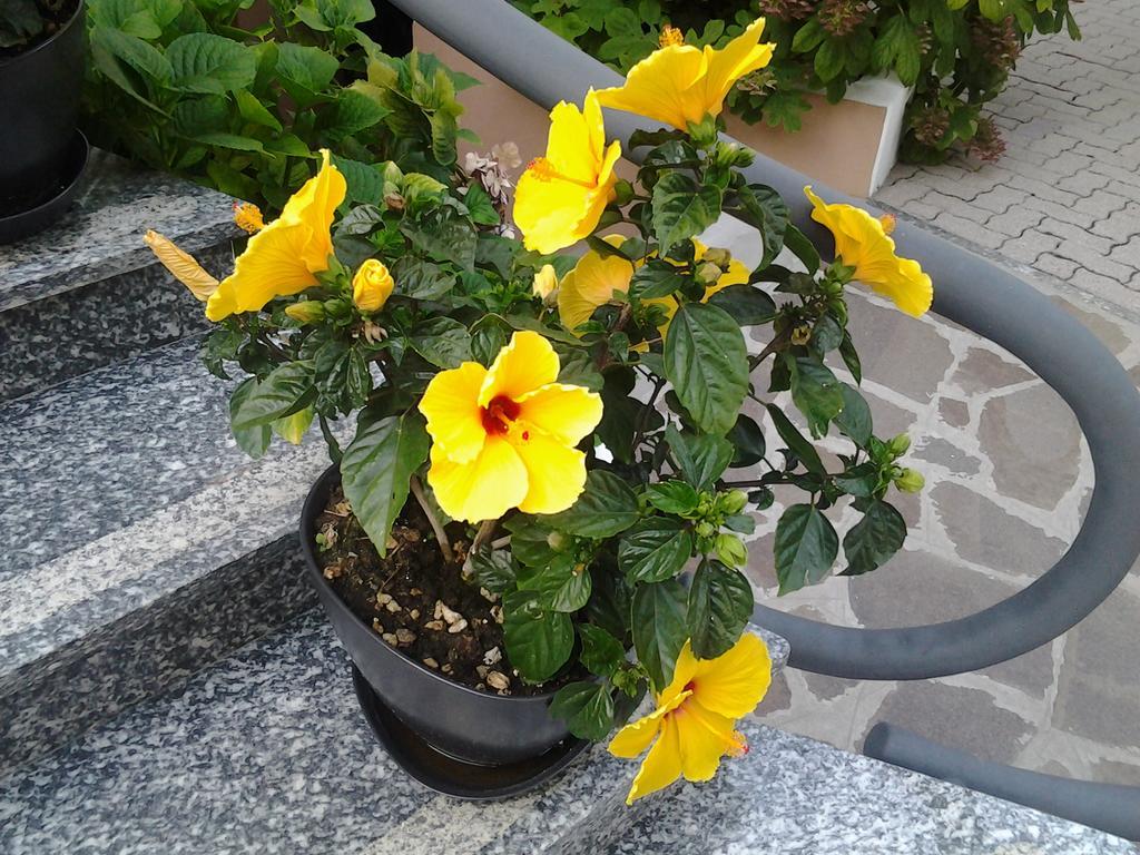 Hotel Escorial Τσέρβια Εξωτερικό φωτογραφία